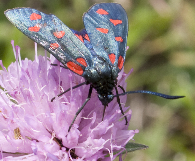 Quale Zygaena?